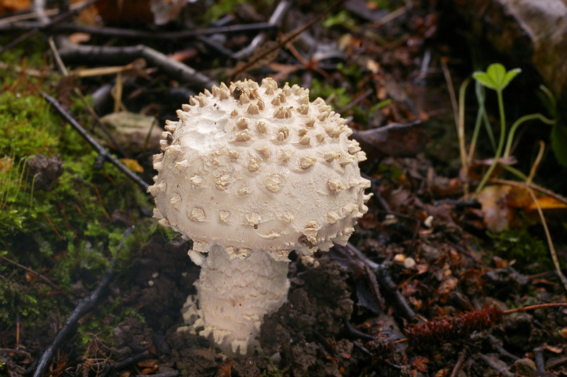 Amanita echinocephala